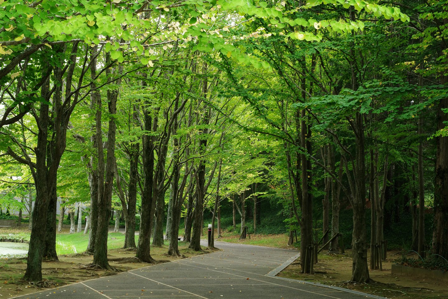 Brukowana ścieżka wije się przez park z wysokimi drzewami.